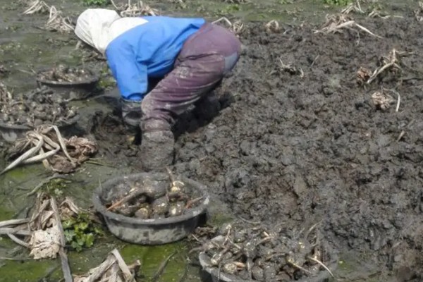 茨菇的种植栽培技术，适合生长在水肥充足的田地中