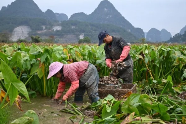 茨菇的种植栽培技术，适合生长在水肥充足的田地中
