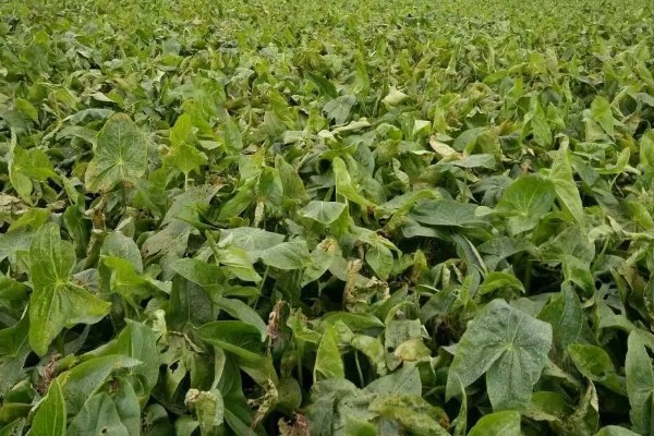 茨菇的种植栽培技术，适合生长在水肥充足的田地中