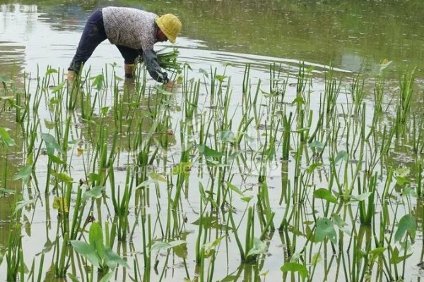 茨菇的种植栽培技术，适合生长在水肥充足的田地中