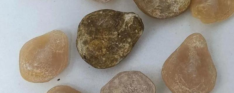 青鱼石在鱼的哪个部位,在枕骨下方咽喉部