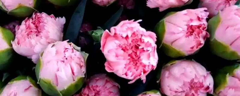 哪些花卉适合送病人，康乃馨、水仙花等品种均可选择