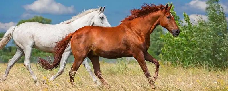 马有哪些品种，常见的有汗血马、德宝矮马、三河马等