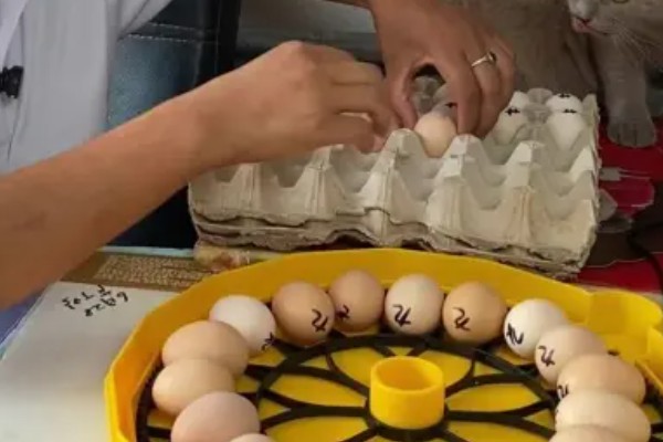 母鸡孵化小鸡要多少天出壳,需要孵化21天左右
