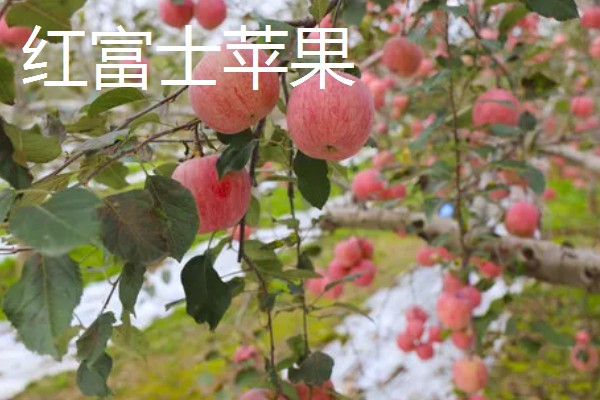 优质红苹果的品种,有红富士、烟富8号等