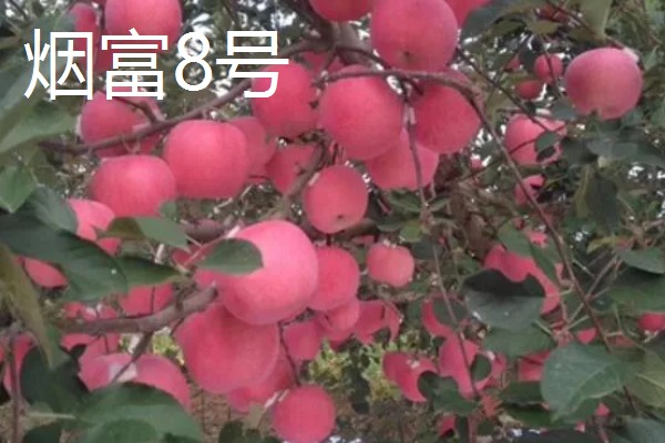 优质红苹果的品种,有红富士、烟富8号等