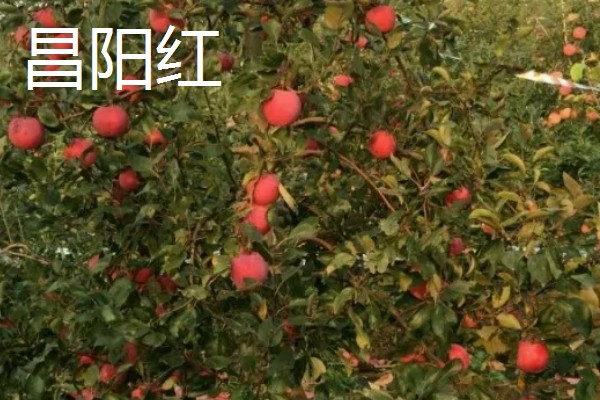 优质红苹果的品种,有红富士、烟富8号等