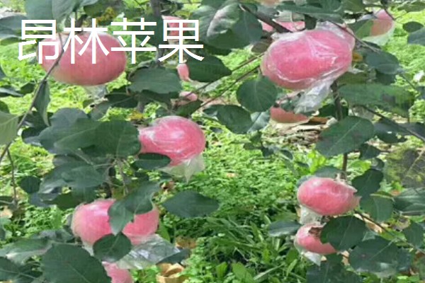 优质红苹果的品种,有红富士、烟富8号等