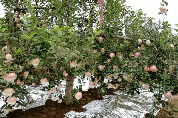 优质红苹果的品种,有红富士、烟富8号等