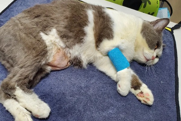 猫咪患膀胱炎的原因是什么,细菌通过尿道、肾脏等感染到膀胱