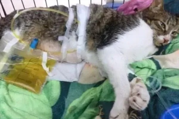 猫咪患膀胱炎的原因是什么,细菌通过尿道、肾脏等感染到膀胱