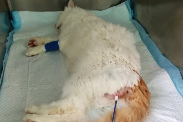猫咪患膀胱炎的原因是什么,细菌通过尿道、肾脏等感染到膀胱
