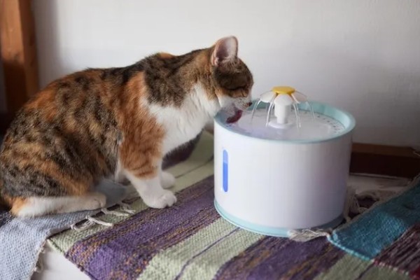 猫咪患膀胱炎的原因是什么,细菌通过尿道、肾脏等感染到膀胱