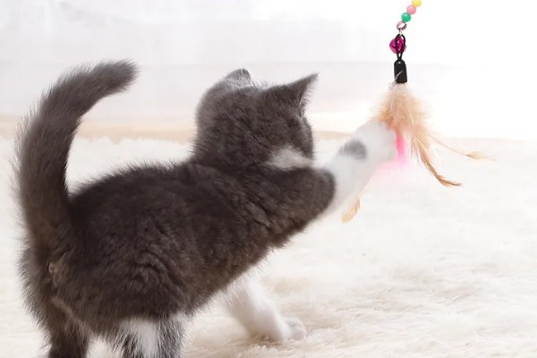 猫咪患膀胱炎的原因是什么,细菌通过尿道、肾脏等感染到膀胱