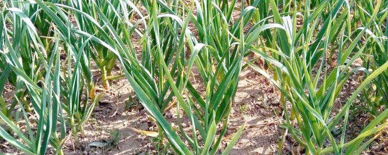 早春大蒜的田间管理方法，浇完水之后注意适当中耕一次