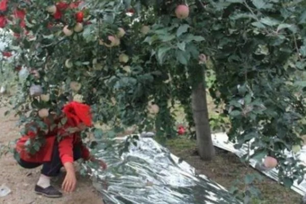 优质红苹果的品种,有红富士、烟富8号等