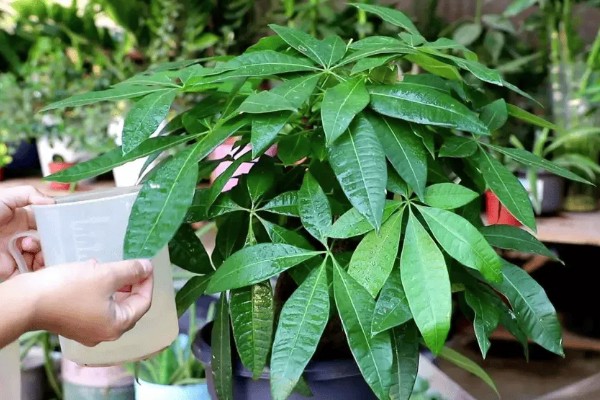 怎么养殖招财树,把温度保持在15-25℃