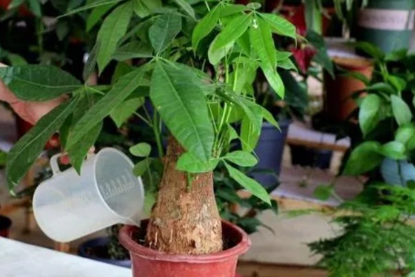怎么养殖招财树,把温度保持在15-25℃