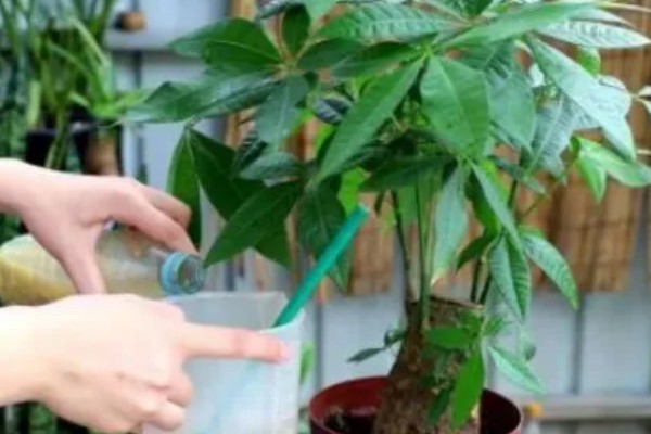 怎么养殖招财树,把温度保持在15-25℃