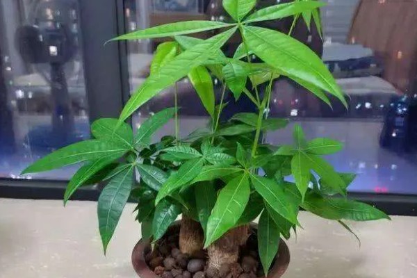 怎么养殖招财树,把温度保持在15-25℃