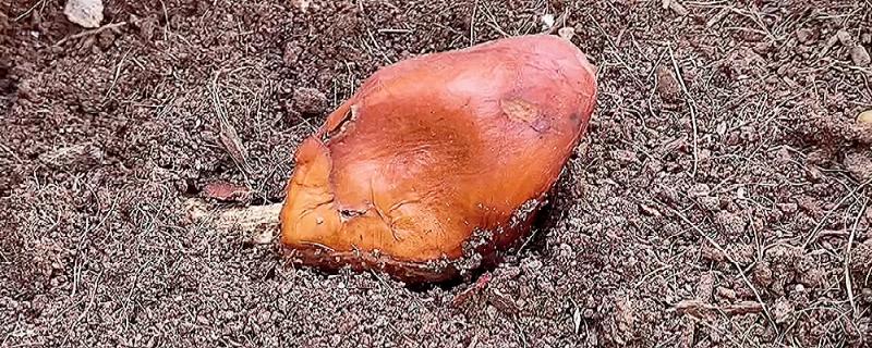 榴莲种子怎么种植,播种前需浸种催芽