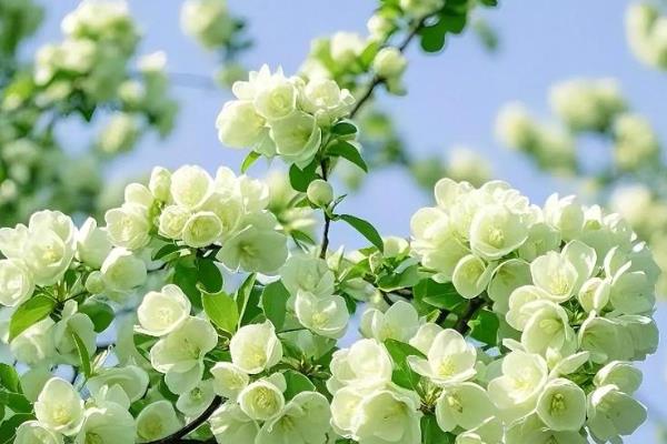 盆栽海棠花如何养殖，生长需要充足光照