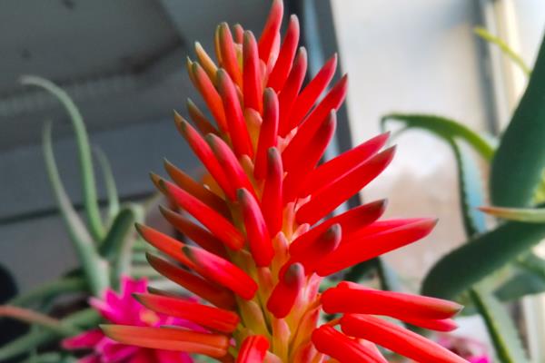 贴梗海棠的品种,常见的有大红花、无刺矮白等