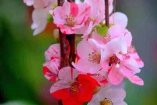 贴梗海棠的品种,常见的有大红花、无刺矮白等