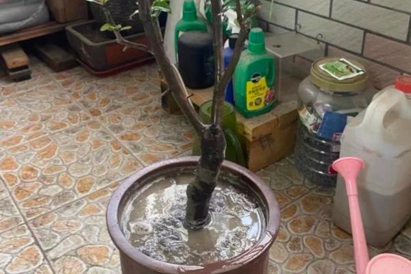 盆栽海棠花如何养殖，生长需要充足光照