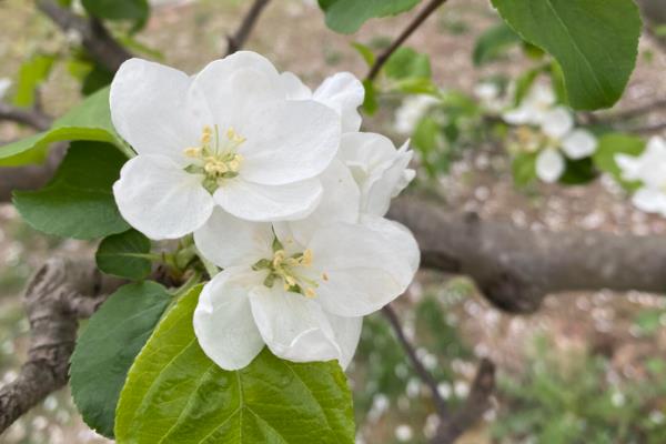 贴梗海棠的品种,常见的有大红花、无刺矮白等