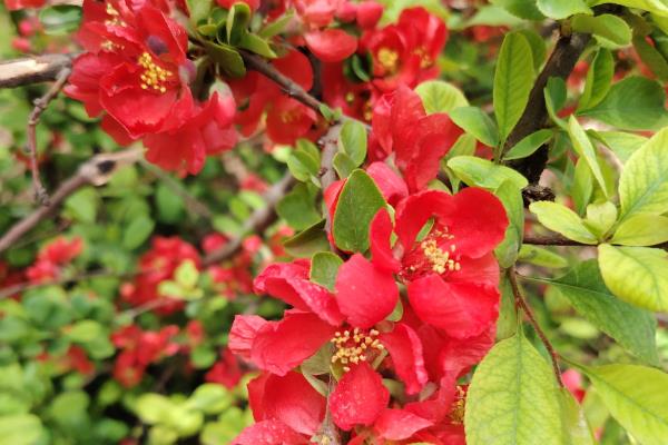 贴梗海棠的品种,常见的有大红花、无刺矮白等