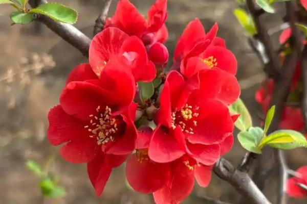 贴梗海棠的品种,常见的有大红花、无刺矮白等