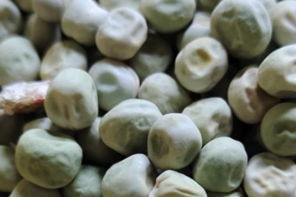 让豌豆容易出苗的方法，消毒后晾晒2-3天可提高发芽率