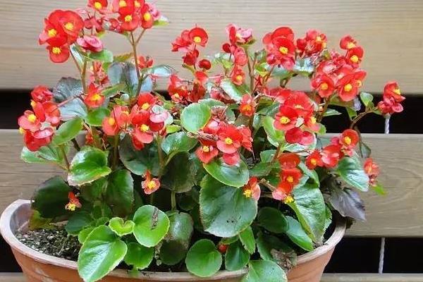 盆栽海棠花如何养殖，生长需要充足光照