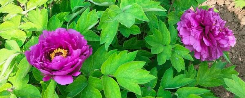哪些名贵植物适合种在北方,常见玉兰、紫薇等品种