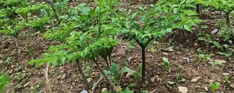 魔芋的种植前景,近几年经济效益比较可观