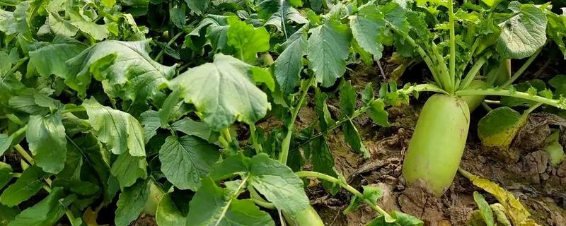 冬天可以种哪些蔬菜,可以种大白菜、萝卜等