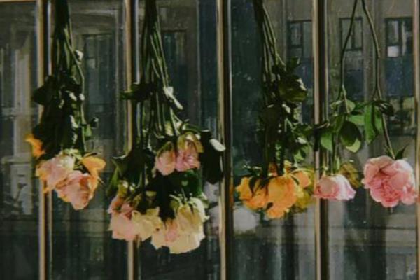 玫瑰的花语，不同颜色的花语不同