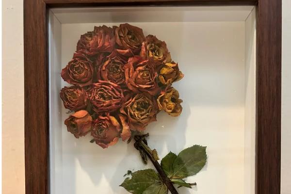 玫瑰的花语，不同颜色的花语不同