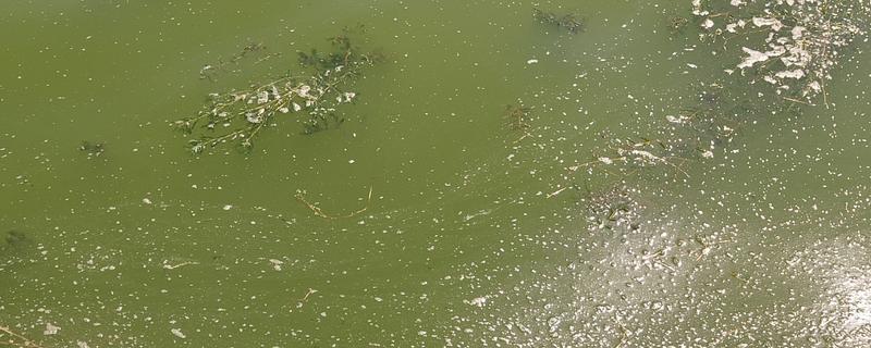 池塘水黄浊水怎么处理，用硫酸铝钾等水质改良剂改善水质