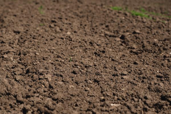 紫云英的种植方法，可撒播或者条播