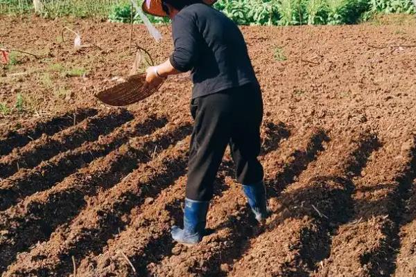 紫云英的种植方法，可撒播或者条播