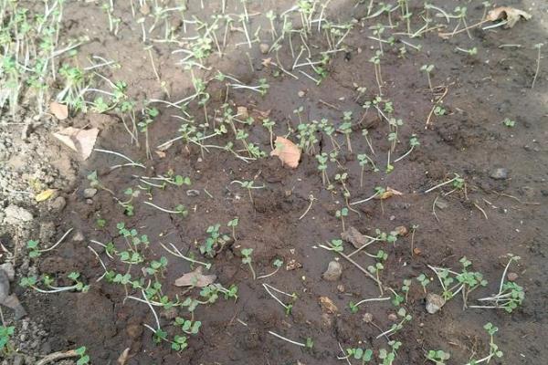 紫云英的种植方法，可撒播或者条播