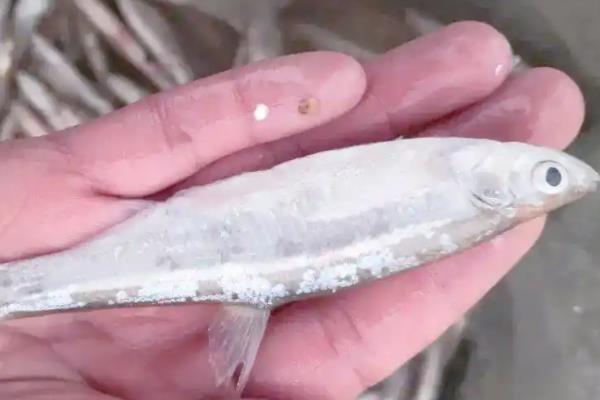 白条鱼可以长到什么程度，在自然环境中体长能达到7-13厘米左右