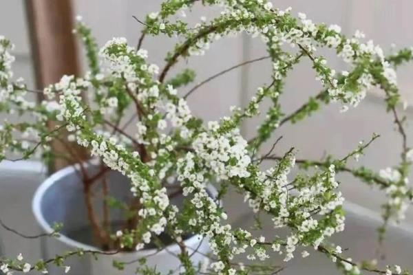 雪柳干枝冬天会开花吗，冬天会开花