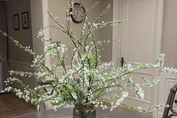 雪柳干枝冬天会开花吗，冬天会开花