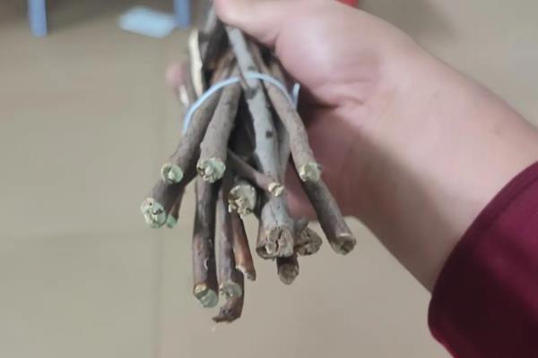 雪柳干枝冬天会开花吗，冬天会开花