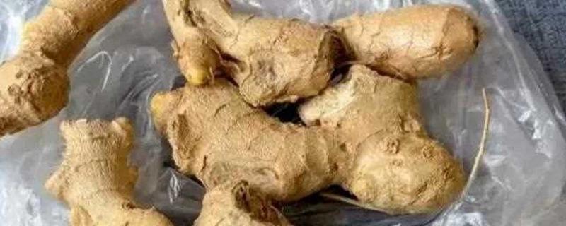 烂的生姜有毒吗,烂姜有毒
