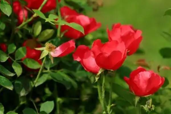 野玫瑰有什么花语，代表爱的誓言、纯洁的爱、浪漫热恋等含义