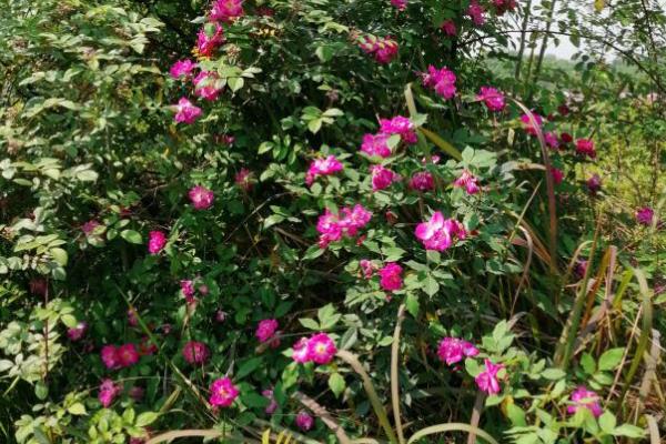 野玫瑰有什么花语，代表爱的誓言、纯洁的爱、浪漫热恋等含义